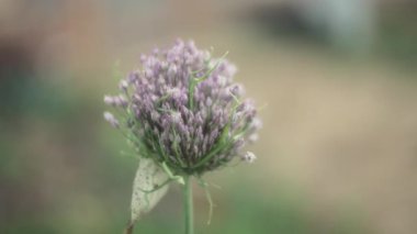 Mor soğan çiçeği bulanık bir arka planda bahçede çiçek açıyor. Yavaş çekim, sığ alan derinliği, yakın çekim.. 