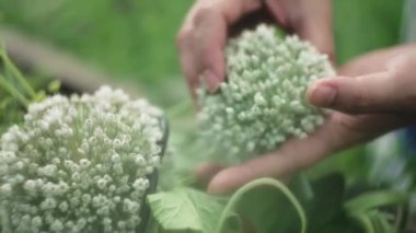 Kadın sepetin içine çiçek açmış soğan koyuyor. Yavaş çekim, sığ alan derinliği, yakın çekim.. 