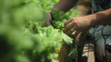 Kadın sepete taze kesilmiş yeşil sebzeler koyuyor. Yavaş çekim, sığ alan derinliği, yakın çekim.. 