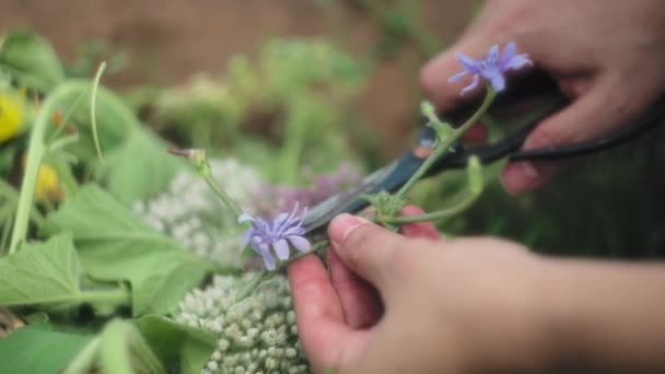 Mujer Cortando Flores Comestibles Moradas Planta Con Tijeras Jardín Cámara — Vídeo de stock