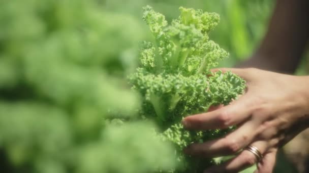 여성들은 유기농 정원에서 케일을 합니다 슬로우 — 비디오