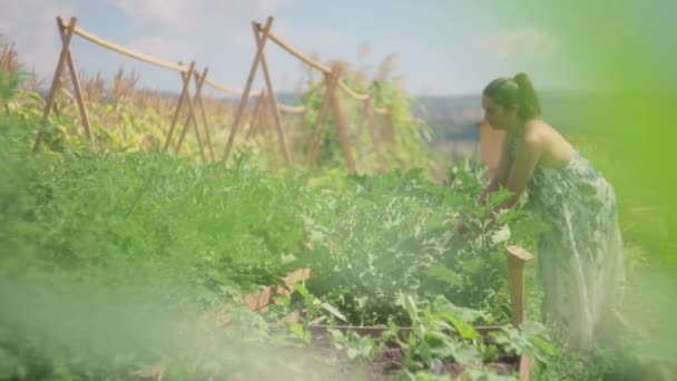 Kvinnan Plockar Grönsaker Sin Ekologiska Trädgård Solig Dag Långsam Rörelse — Stockvideo