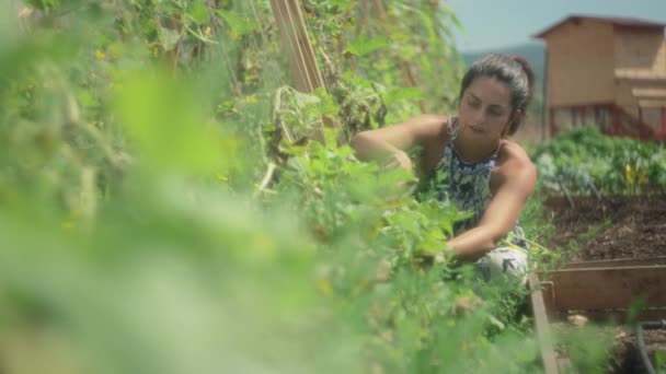 Kvinnan Skär Grönsaker Från Sin Ekologiska Trädgård Långsam Rörelse Kort — Stockvideo