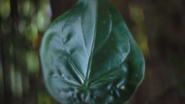 Großes Grünes Blatt Einer Pflanze Die Garten Wächst Zeitlupe Geringe — Stockvideo