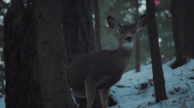 Kış ormanının ortasında genç ve güzel bir geyik. Yavaş çekim. 