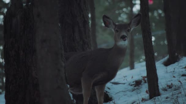 Bellissimo Giovane Cervo Nel Bel Mezzo Una Foresta Invernale Rallentatore — Video Stock