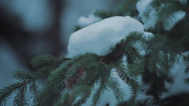 Karla Kaplı Kozalaklı Ağaçların Dallarını Kapatın Yavaş Çekim — Stok video