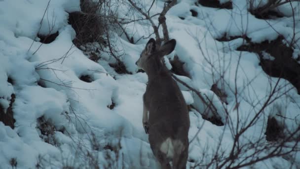 Ein Junges Reh Erklimmt Einen Verschneiten Hügel Winterwald Nach Nahrung — Stockvideo