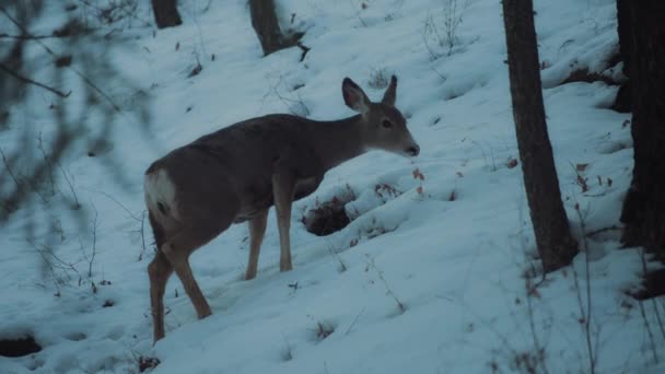 Beautiful Deer Grazing Hill Winter Slow Motion — Stock Video