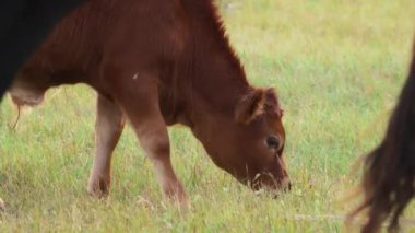 Young calf grazing on a green grass on a farm. Slow motion. 