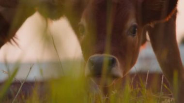 Close up of a cow scratching its ear on the pasture at sunset. Slow motion. 