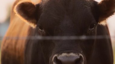Close up of a black bull looking to the camera from behind the fence at sunset. Slow motion. 