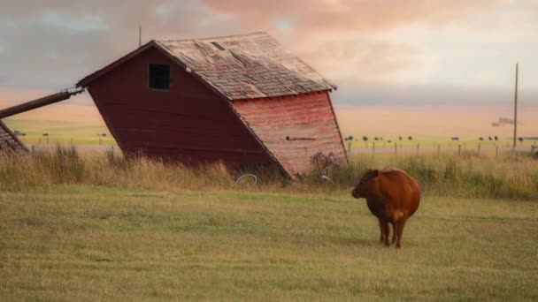 Cow Grazing Field Sunset Next Old Abandoned Barn Slow Motion — Vídeo de Stock