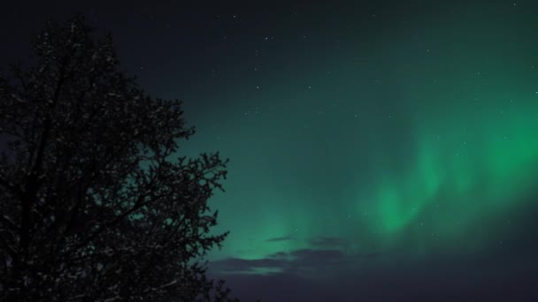 北极光北极光北极光在一棵树的轮廓后面的星空中闪耀 时间流逝 — 图库视频影像
