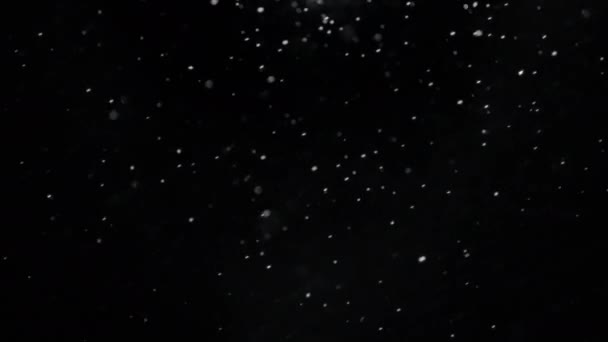 Echte Sneeuw Voor Een Zwarte Achtergrond Die Naar Links Valt — Stockvideo
