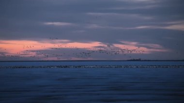 Gün batımında donmuş gölün üzerinde uçan kuşlar. Yavaş çekim. 