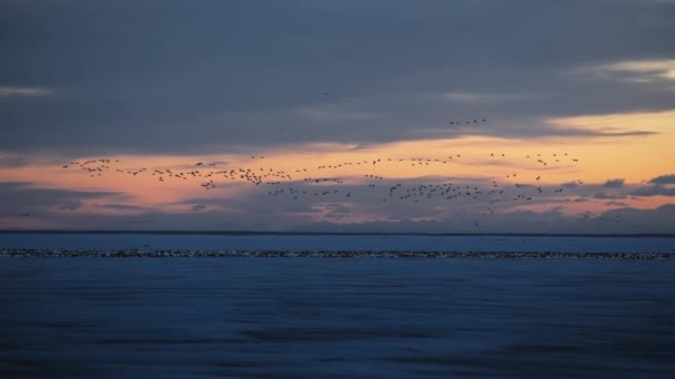 Зграя Гусей Летить Над Замерзлим Озером Заході Сонця Повільний Рух — стокове відео