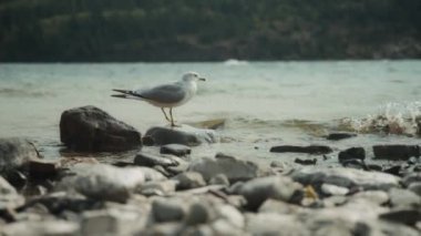 Dağ gölünün yanındaki kayalık plajdan uçan bir martı. Yavaş çekim. 