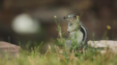 Yabani otların arasında duran şirin küçük sincap. Yavaş çekim. 