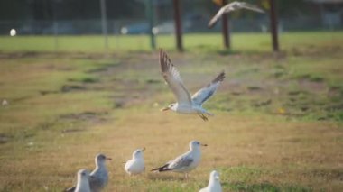 Şehir parkında ağzında ekmekle kuş sürüsünün üzerinde uçan bir martı kuşu. Yavaş çekim. 