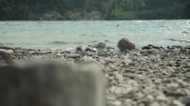 Dağ gölü kıyısının yanındaki rüzgarda tüylerini sallayan beyaz martı. Yavaş çekim. 