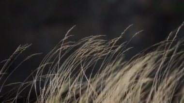 Tarladaki kuru otlar rüzgarda sallanıyor. Yavaş çekim. 