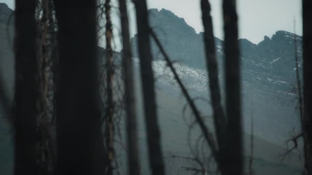 雪山后面被野火烧毁的树木 慢动作 — 图库视频影像