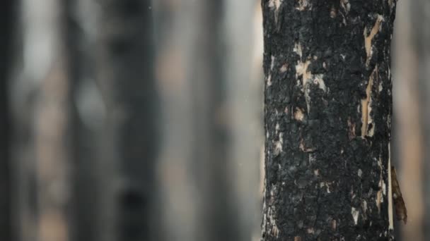 Zblízka Spálený Strom Lese Letícím Popelem Částicemi Zpomalený Pohyb — Stock video