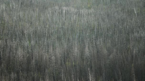 被沃特顿国家公园的森林大火烧毁 慢动作 — 图库视频影像