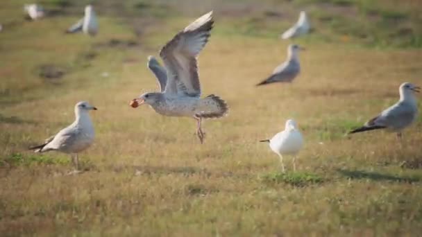 Grey Gull Flying Piece Food Its Mouth Slow Motion — Stock Video