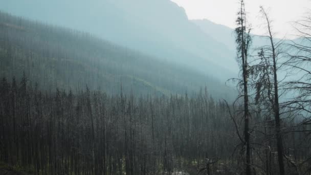 加拿大艾伯塔省沃特顿国家公园的山脉和树木被野生动物烧毁 慢动作 — 图库视频影像