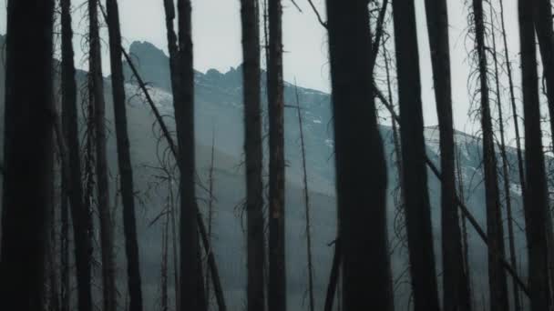高山后面被野火烧毁的树木 慢动作 — 图库视频影像
