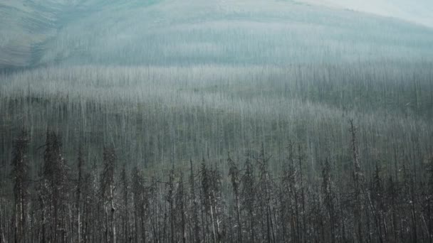 カナダのアルバータ州ウォータートン国立公園の山火事の風景によって焼かれました スローモーション — ストック動画