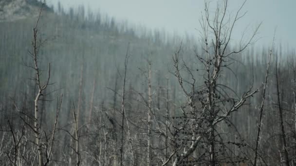 Brinner Lövträd Bergskullen Watertons Nationalpark Långsamma Rörelser — Stockvideo