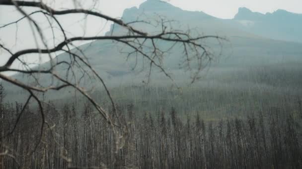 Κάηκε Από Δάσος Πυρκαγιές Και Βουνά Του Εθνικού Πάρκου Waterton — Αρχείο Βίντεο