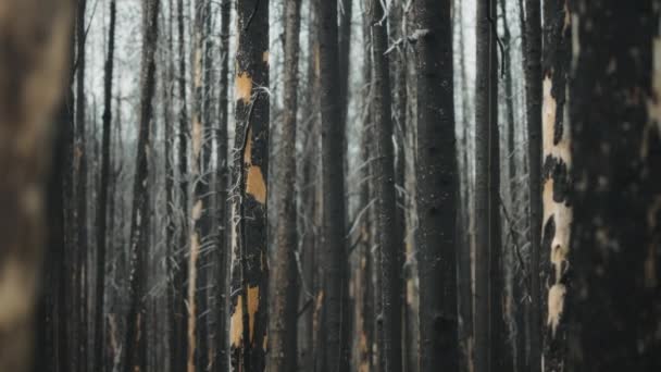 Cząsteczki Popiołu Latające Dookoła Spalone Przez Dzikie Drzewa Zwolniony Ruch — Wideo stockowe