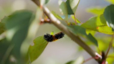 Sallanan yeşil bir yaprağın üzerinde sürünen benekli deniz güvesi. Yavaş çekim. 