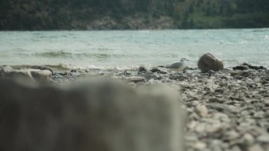 Gölün kayalık kıyısında duran yalnız bir martı. Yavaş çekim. 