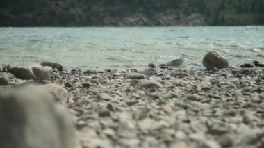 Dağ gölünün yanındaki kayalarda duran bir martı. Yavaş çekim. 