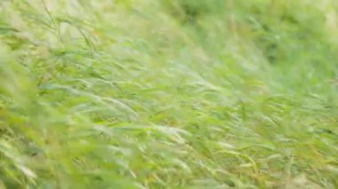 Rüzgâr tarladaki yeşil çimleri emiyor. Yavaş çekim. 