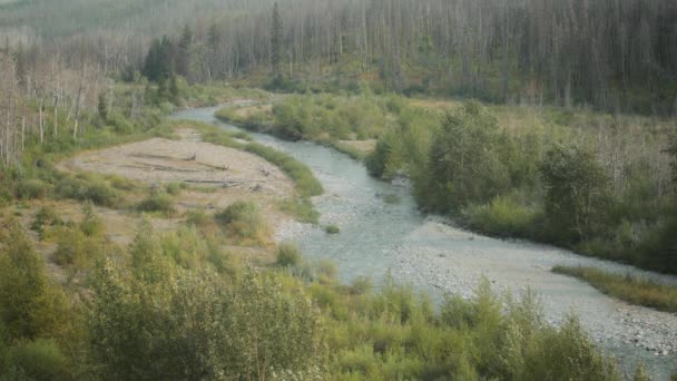 Mountain Creek Ρέει Στην Κοιλάδα Δίπλα Στο Καμένο Δάσος Στο — Αρχείο Βίντεο