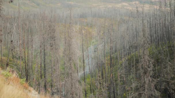 燃烧的树木和沃特顿国家公园的山川 慢动作 — 图库视频影像