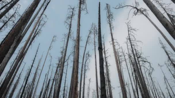 高大的树在天空的背景下被野火烧毁 慢动作 — 图库视频影像
