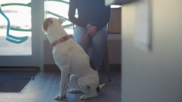 Женщина Собакой Ждут Встречи Ветеринаром Приемной Медленное Движение — стоковое видео