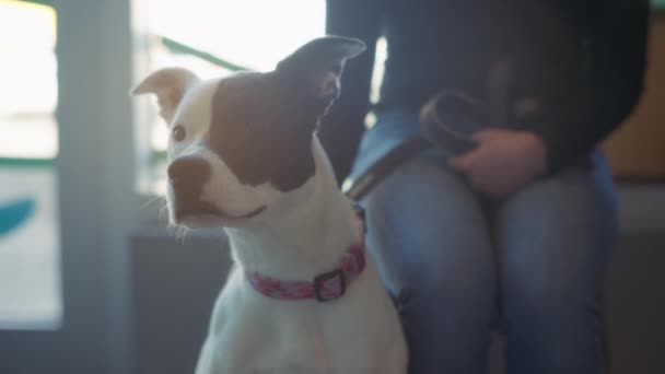 Preto Branco Pit Bull Terrier Esperando Por Uma Rede Nomeação — Vídeo de Stock