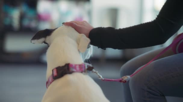 Ägaren Klappar Hunden Huvudet Innan Veterinärmottagningen Långsamma Rörelser — Stockvideo