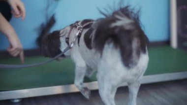 Veteriner hemşiresi veteriner kliniğinde küçük bir shih tzu köpeğini tartıyor. Yavaş çekim. 