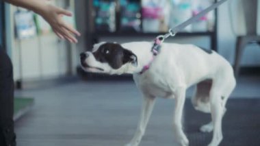 Bir hemşire veteriner kliniğinde bir köpeği selamlıyor. Yavaş çekim. 