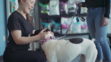 Bir veteriner hemşire veteriner kliniğinde siyah beyaz bir köpeği selamlıyor. Yavaş çekim. 