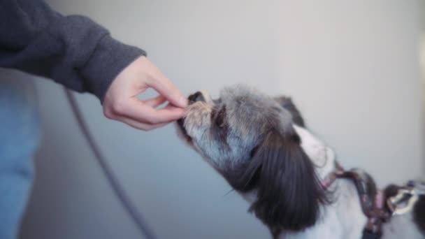 Eigenaar Geeft Een Traktatie Aan Haar Shih Tzu Hond Dierenkliniek — Stockvideo